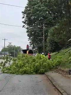 Tree Service in SC