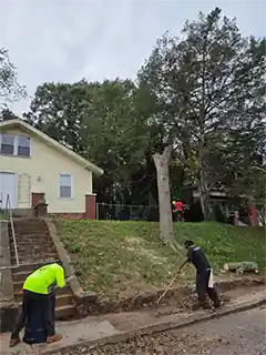 Tree Cutters Tree Professionals in SC