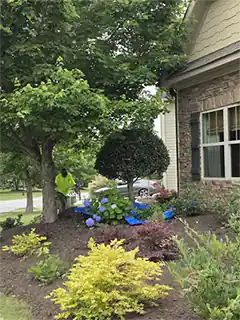 Tree Service Removal Cutting Chipping South Carolina