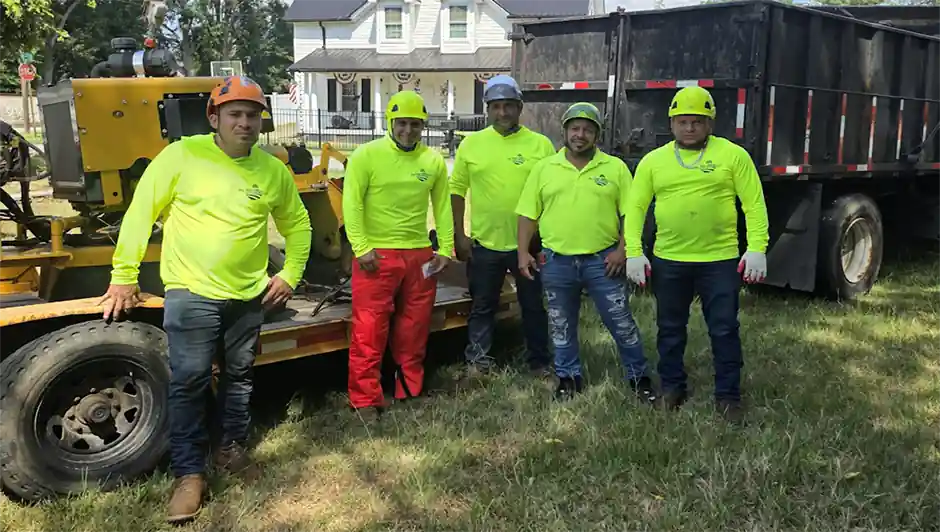 Tree-Service-Pro - A Team - Affordable Tree Removal Professionals