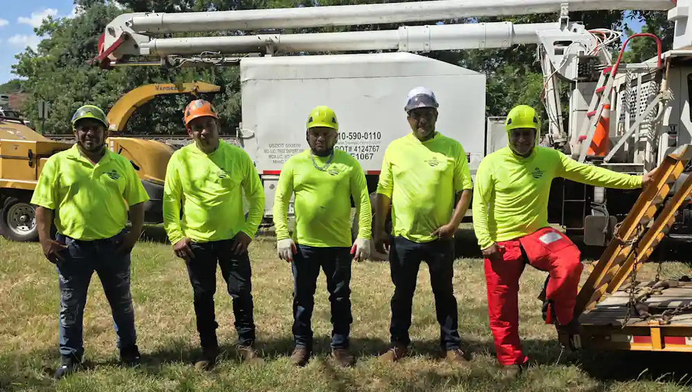 Tree Services and Affordable Tree Tremoval A-Team in Piedmont